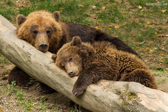 fauna of Nature Park