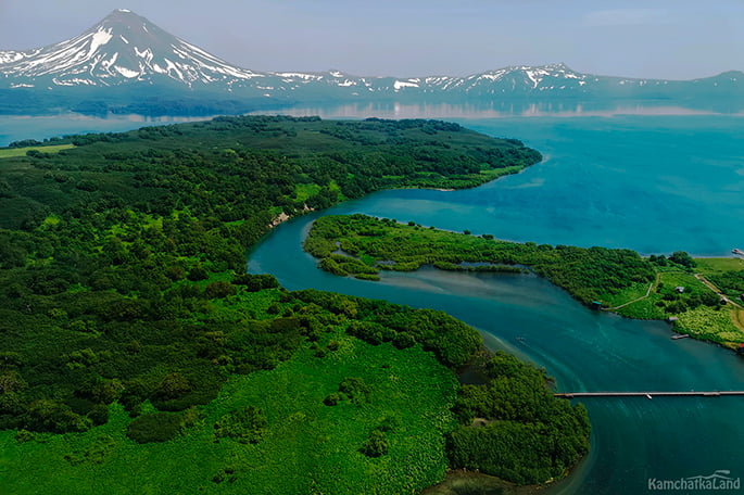salmon in the river of Kamchatka