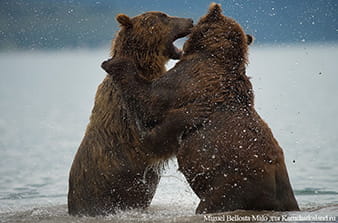 bear foto tour in Kamchatka