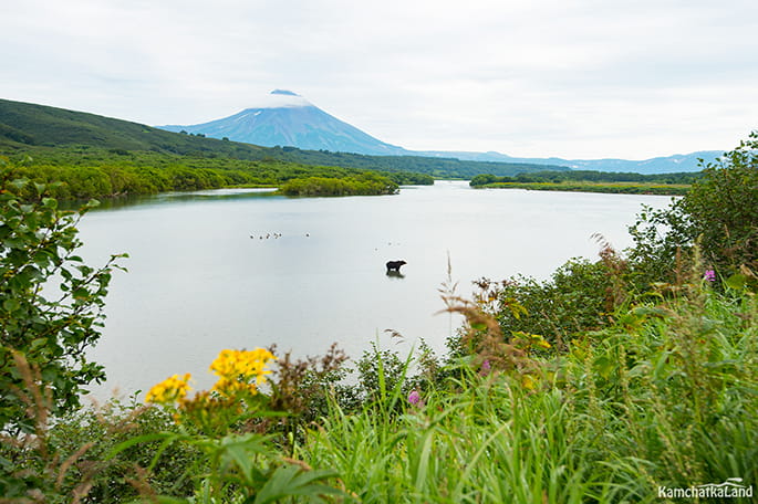 bear fishing in Kamchatka Kurile lake