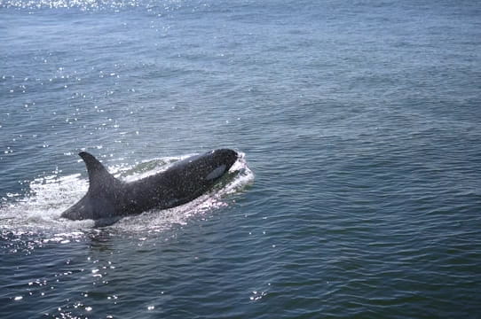 whales and orcas watching Kamchatka