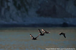 sea birds Kamchatka