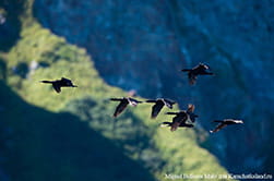 sea animals Kamchatka