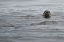 a curious seal