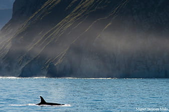 orca Kamchatka