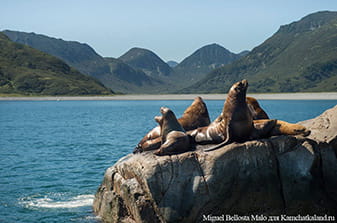 sea lions on the rookery