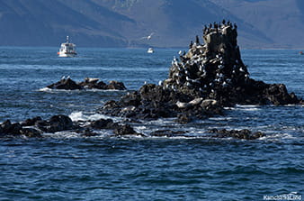 boat trip over Avacha bay