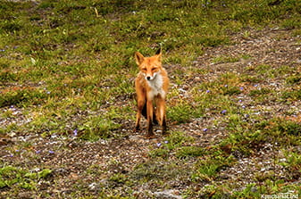 animals of Kronotsky Nature Reserve
