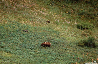 bears in the Valley of Geysers Kamchatka