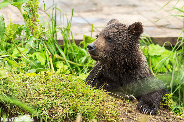 Tours in April to Kamchatka.