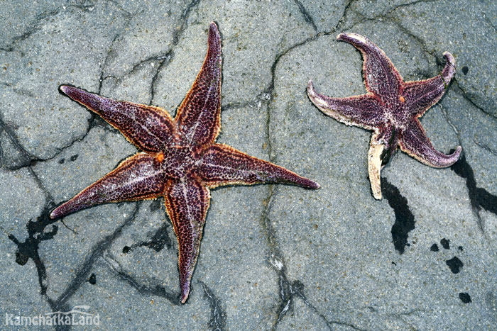 The starfish were tossed by the surf.