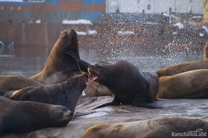 Steller sea lions at the Seaport.