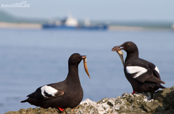 Birds of Avacha Bay.