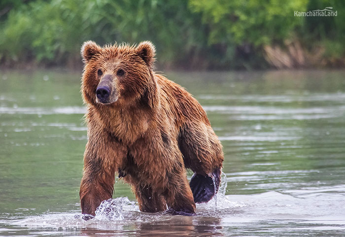 Travelling and tours in Kamchatka in August.