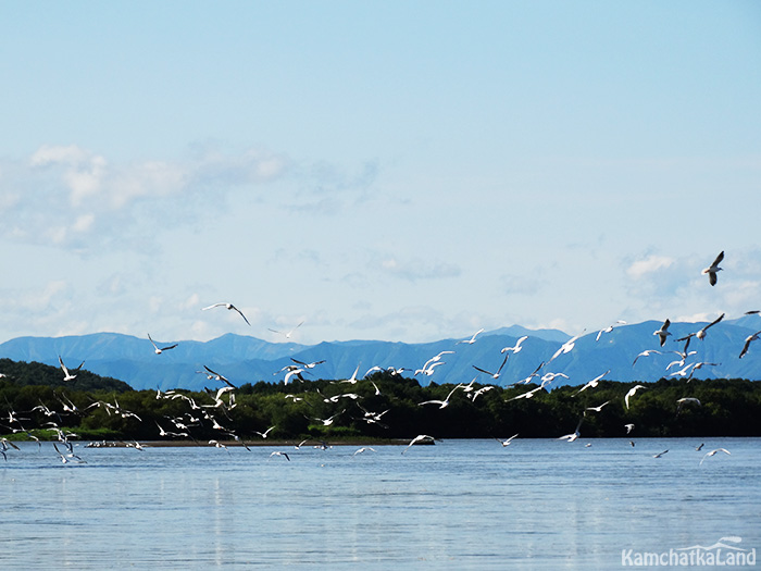 Birds of Lake Azhabachye in Kamchatka