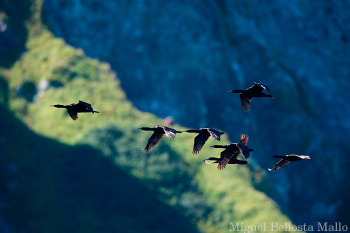 feathered friends.