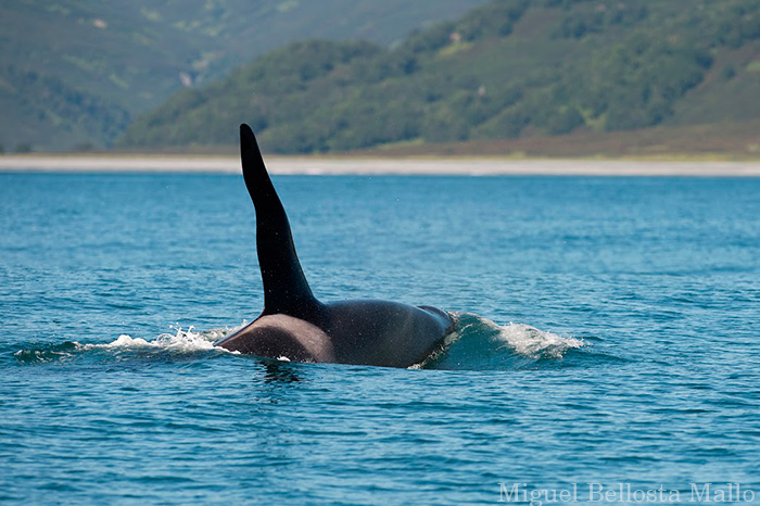 orcas in Russkaya Bay.