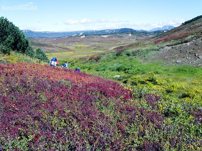 A riot of colours in the Kronotsky Reserve.