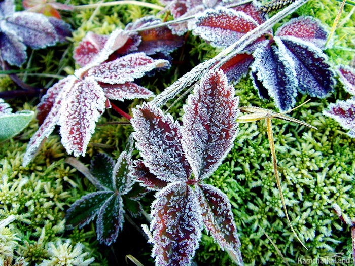 vegetation of the Kronotsky Reserve.