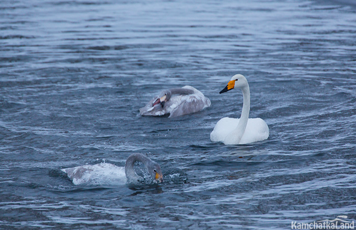 Swans are not afraid of people at all.