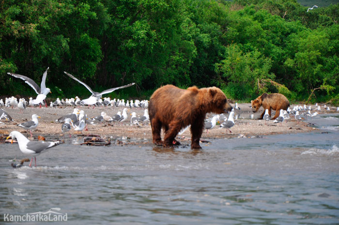 Bear fishing.