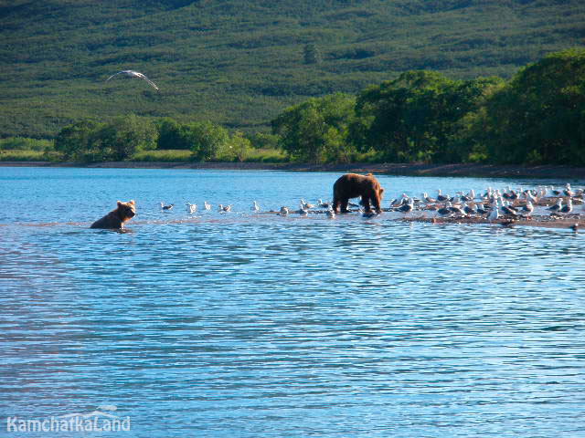 A real feast on the lake.