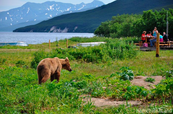 A few metres away from the bear.