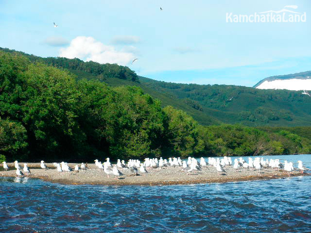 A flock of winged