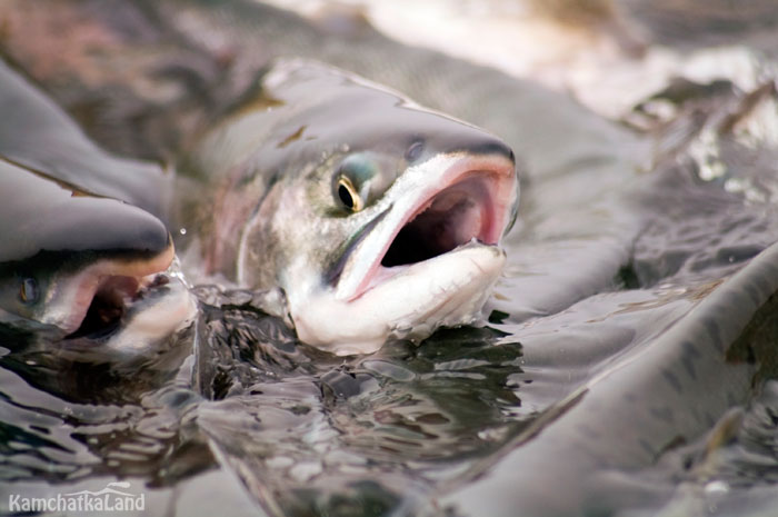 A female nerka fish.