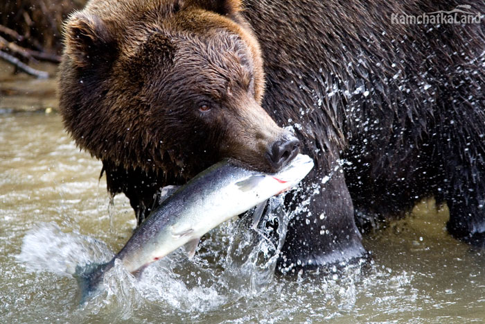 The bear eats fish.