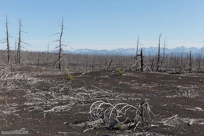 Dead forest in Kamchatka.