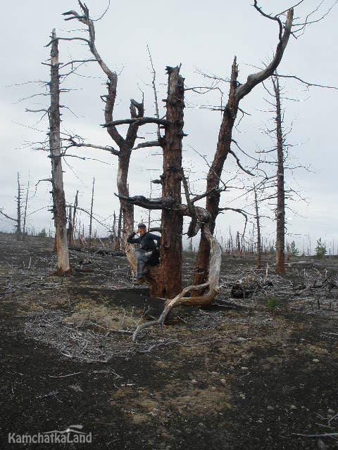 Dead Forest Lily.