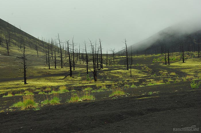 Dead forest moss