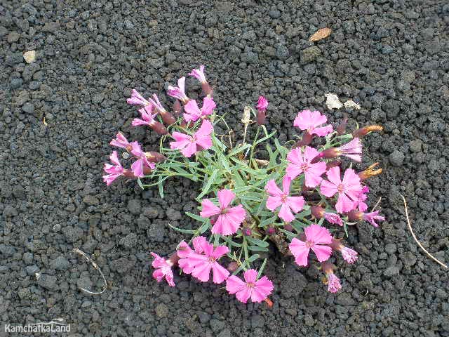 The flowers of the dead forest