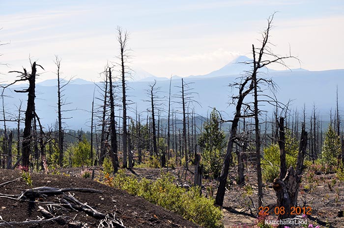 Living forest on the horizon