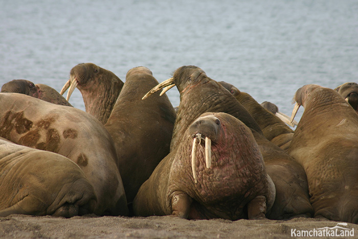 Walrus.