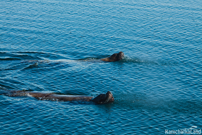 Steller sea lions.