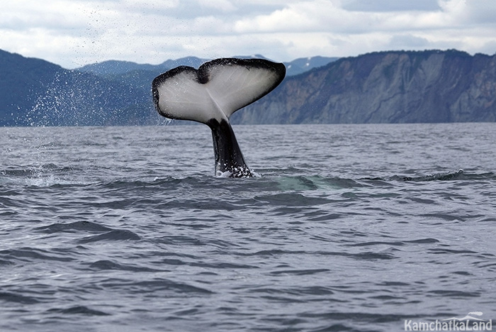 Members of the marine world - whales