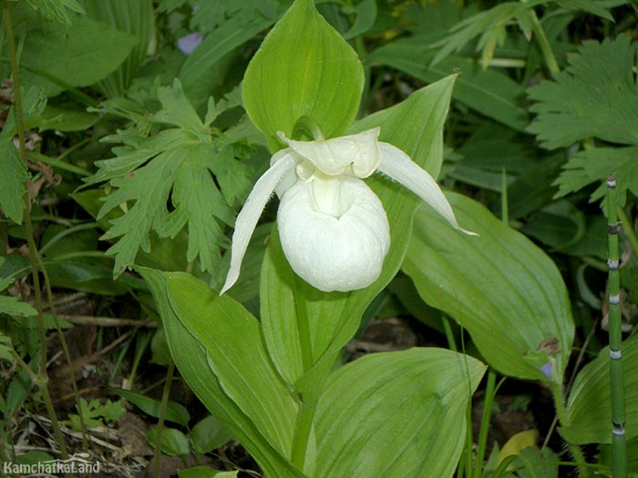 Yatabe's slipper in the nature park