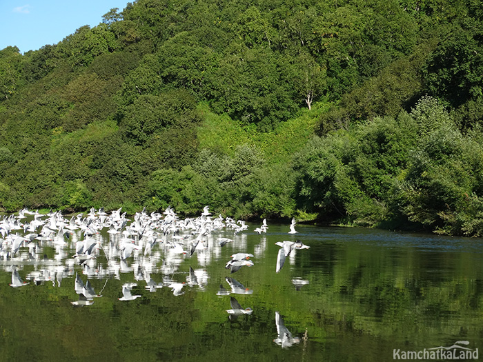 fish in the Kamchatka River