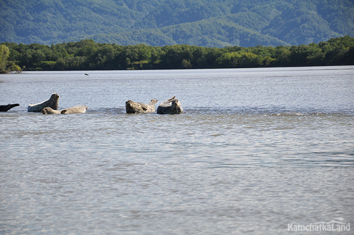 Lake Nerpichye and seals in Kamchatka.