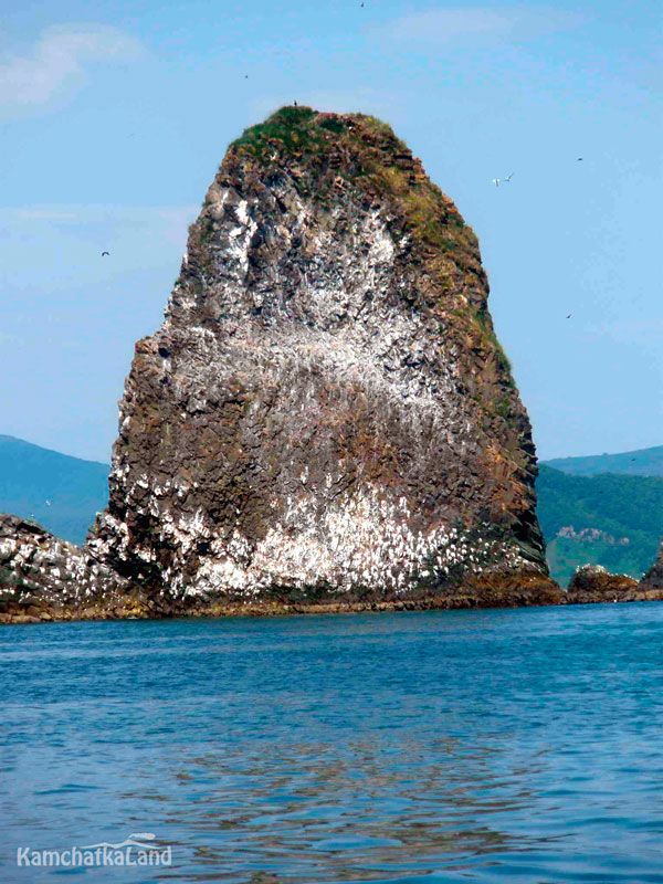 Steller's sea eagle.