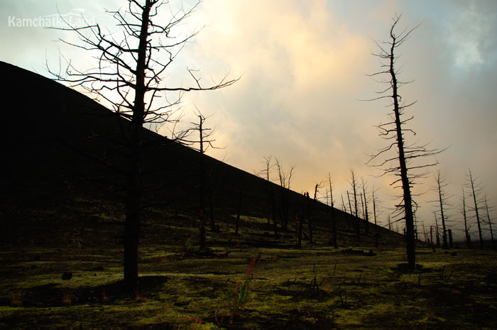 The dead forest at the foot of the volcano.