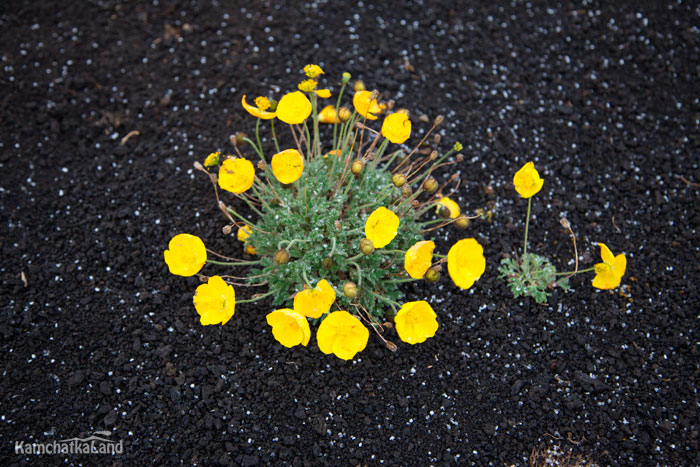 Yellow flowers in a lifeless area.