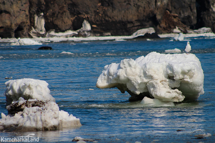 polar bears.